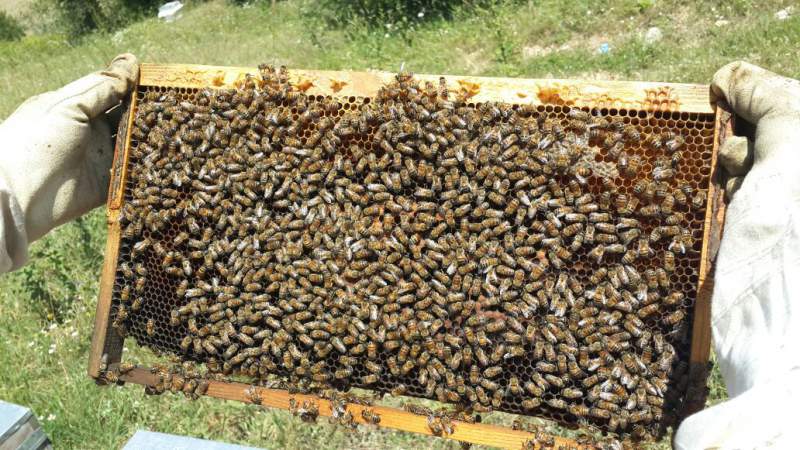 Dünyanın geleceği ve arıların rolü