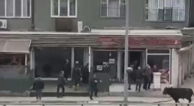 bursada-sahibinin-elinden-kacan-boga-sehri-birbirine-katti-OcZWtWRr.jpg