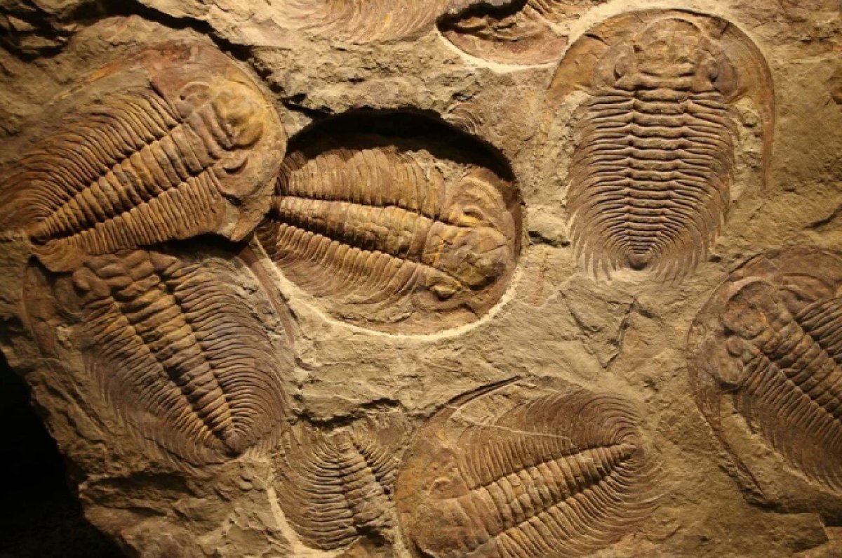 Çin'de 500 milyon yıllık hayvan fosilleri bulundu