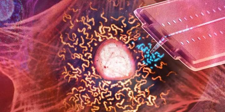 Mitokondri naklinde yüksek verimlilik sunan bir yöntem geliştirildi