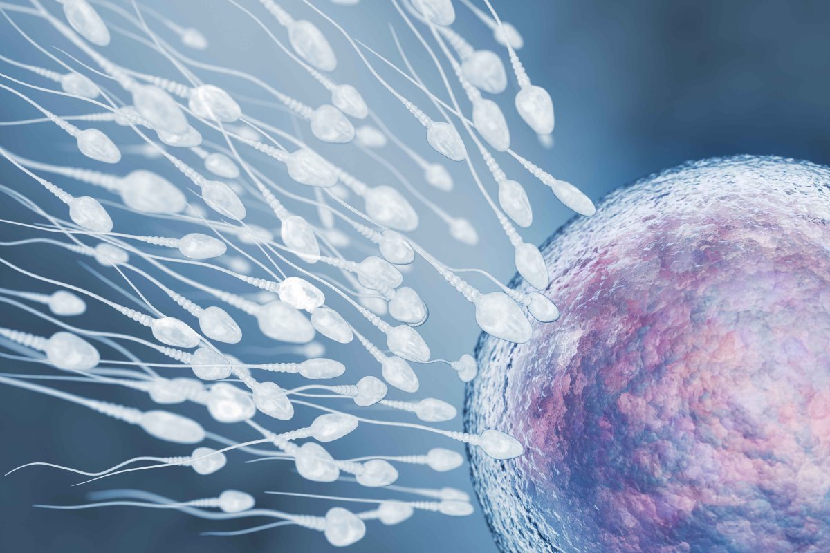 Sperm kalitesini artıran en yeterli 5 besin kümesi