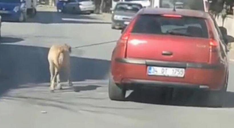 Maltepe'de otomobil sürücüsü iple bağlı köpeğini peşinden koşturdu