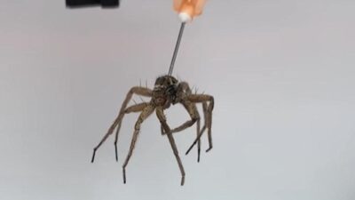 olu-orumcegi-robot-haline-getirdiler-hZLBM175.jpeg